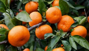 Абхазские сельхозпроизводители планируют отправить в Россию 50 тысяч тонн мандаринов
