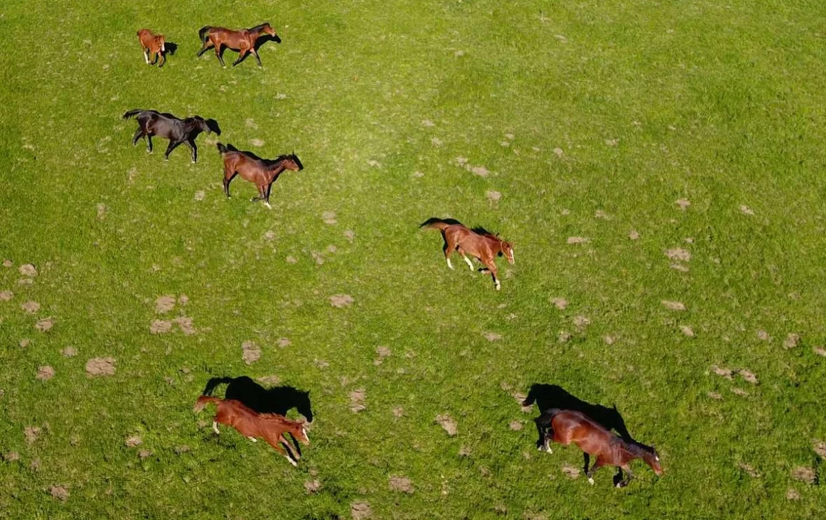 Более 100 млн. руб. выделено на развитие коневодства
