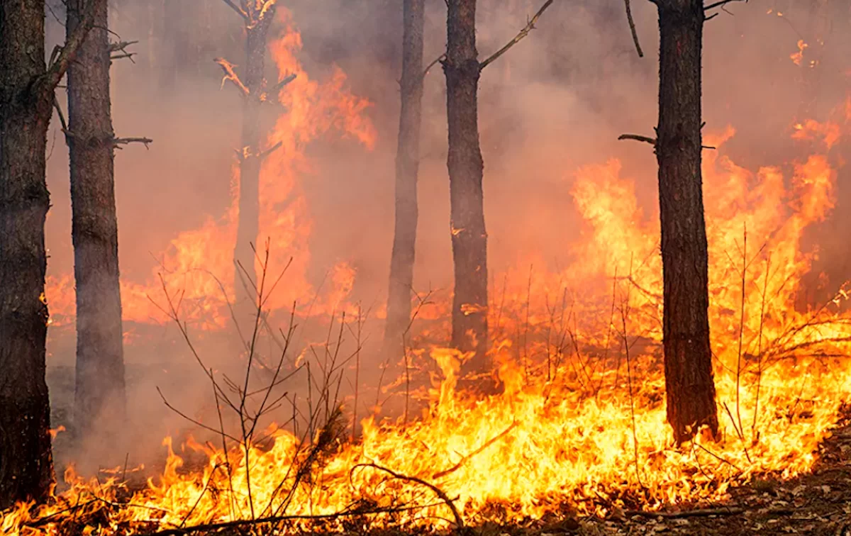 В Краснодарском крае сохранится высокая пожароопасность