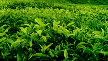 На 15% вырос объем производства чайного листа в Краснодарском крае