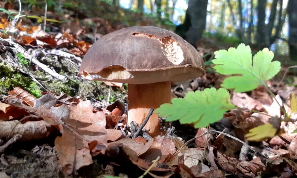 Съедобные грибы Краснодарского края и Адыгеи