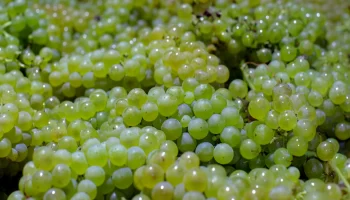 На Кубани собрали рекордные 280 тысяч тонн винограда