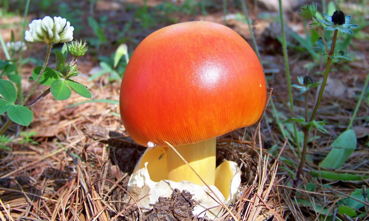 Съедобные грибы Адыгеи