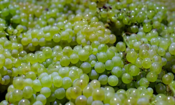 На Кубани собрали рекордные 280 тысяч тонн винограда